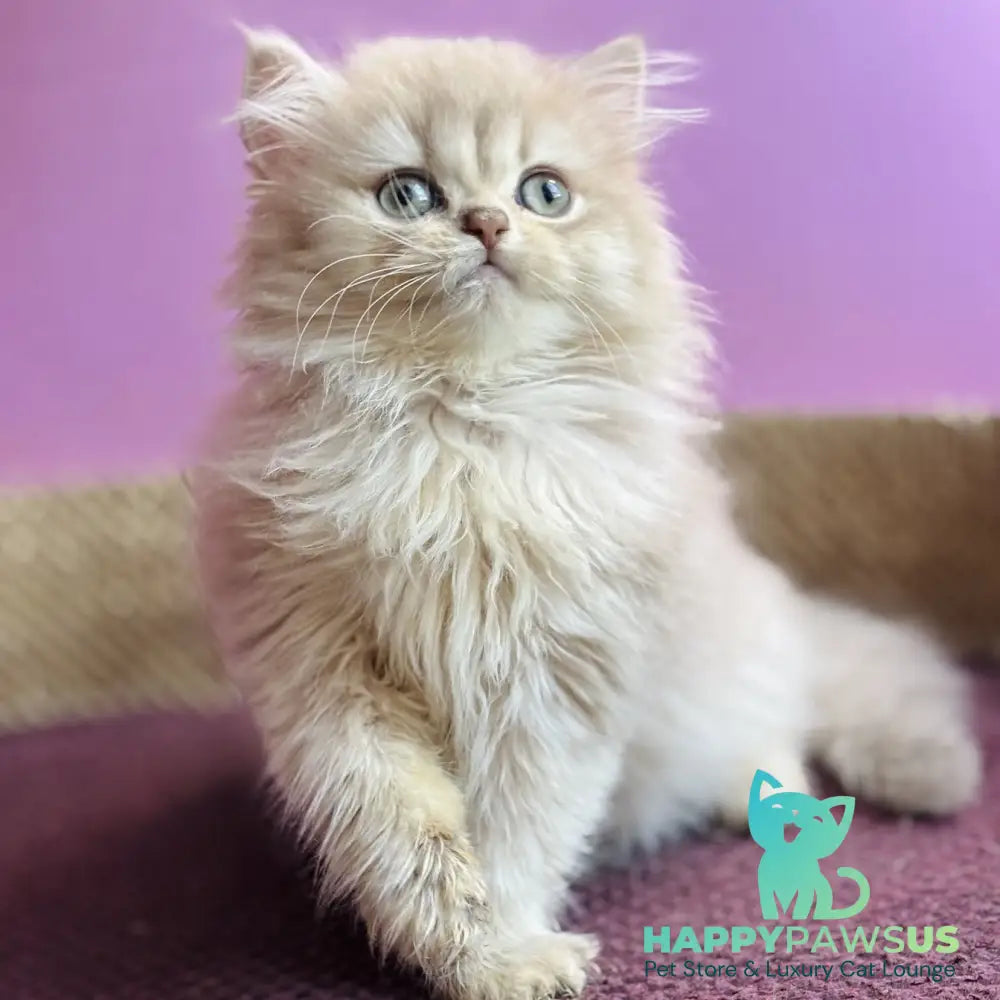 Shanti British Longhair female lilac golden shaded - live animals