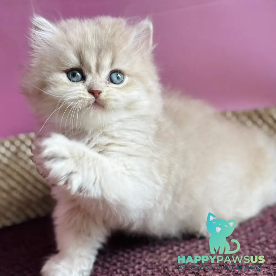 Shanti British Longhair female lilac golden shaded - live animals