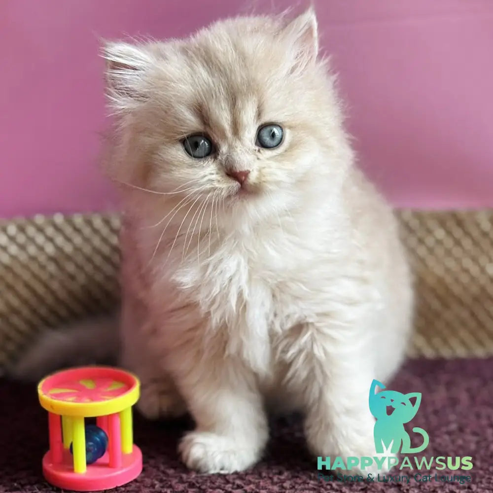 Shanti British Longhair female lilac golden shaded - live animals
