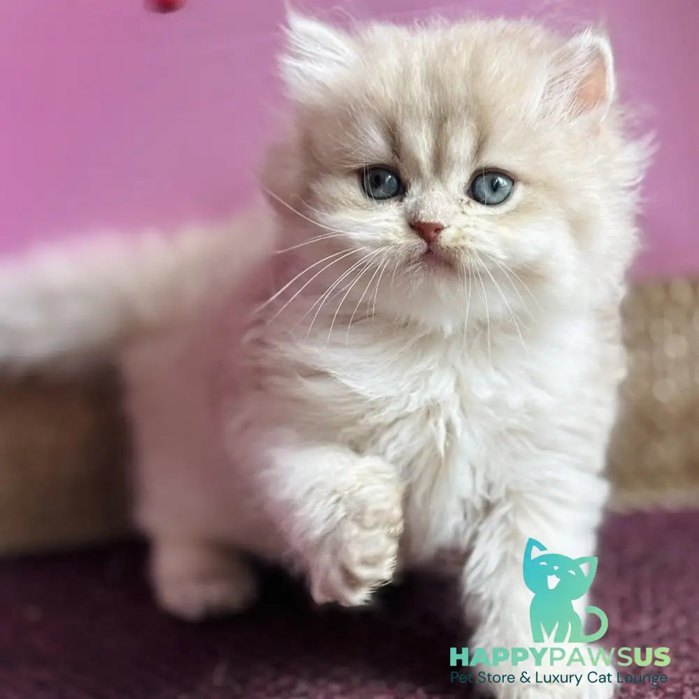 Shanti British Longhair female lilac golden shaded - live animals