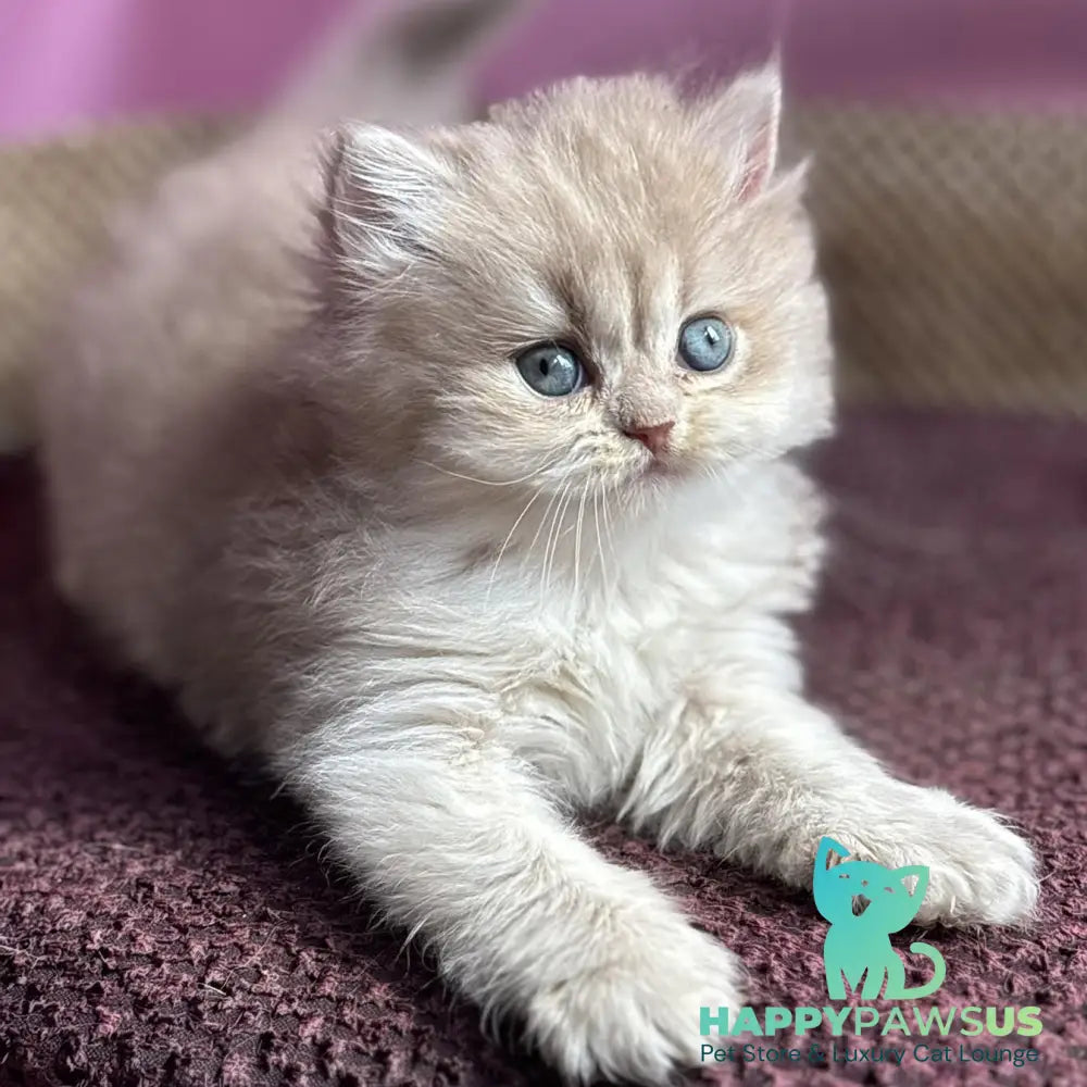 Shanti British Longhair female lilac golden shaded - live animals