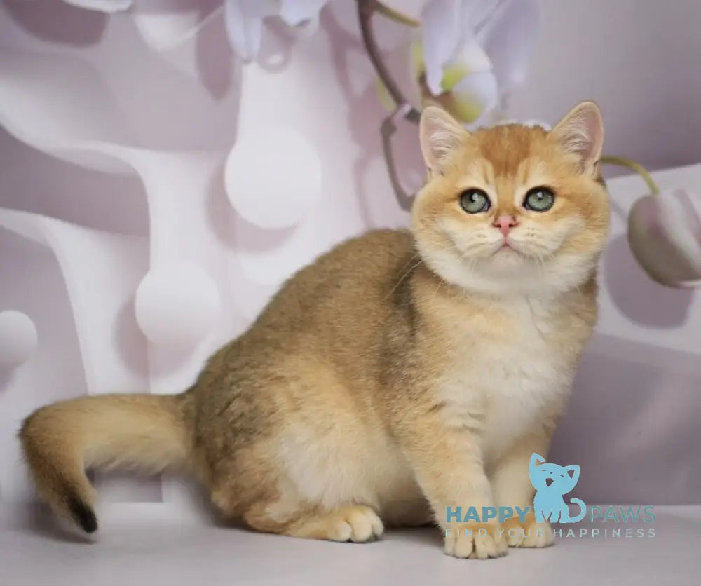 Shanti British Shorthair female black golden chinchilla live animals