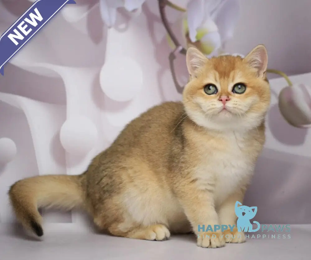 Shanti British Shorthair female black golden chinchilla live animals