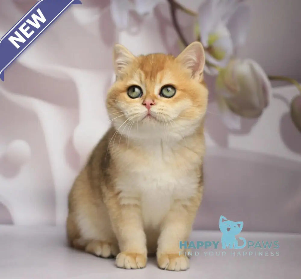 Shanti British Shorthair female black golden chinchilla live animals