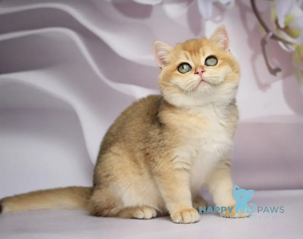 Shanti British Shorthair female black golden chinchilla live animals