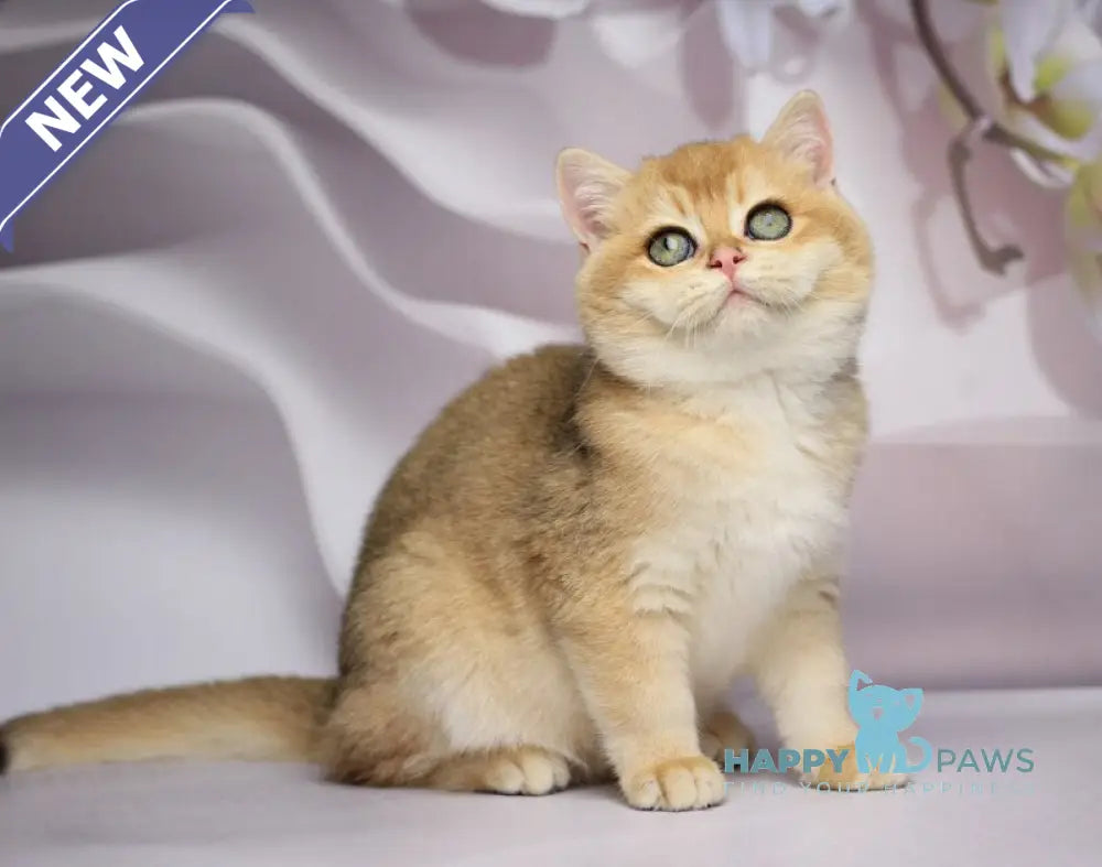 Shanti British Shorthair female black golden chinchilla live animals