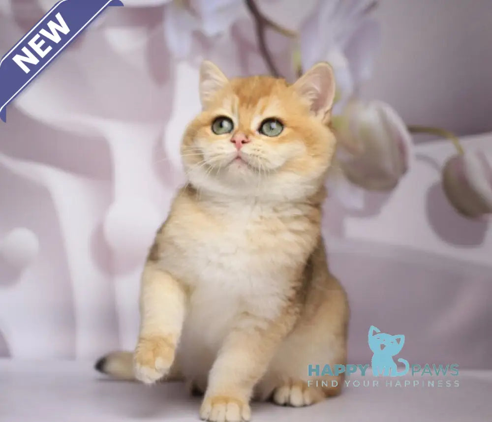 Shanti British Shorthair female black golden chinchilla live animals