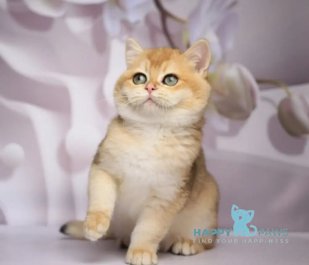 Shanti British Shorthair female black golden chinchilla live animals