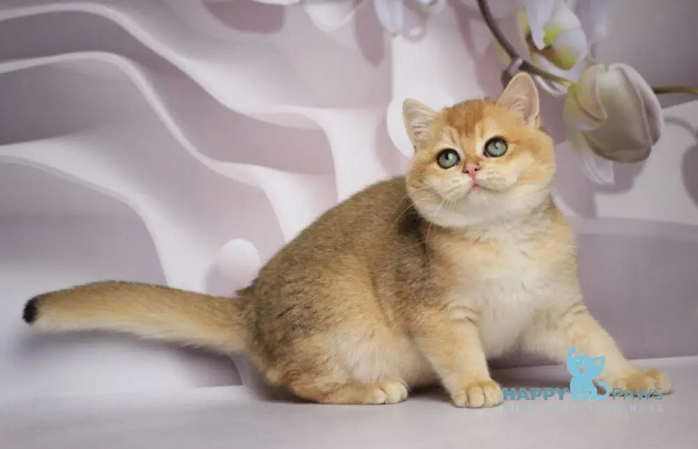 Shanti British Shorthair female black golden chinchilla live animals