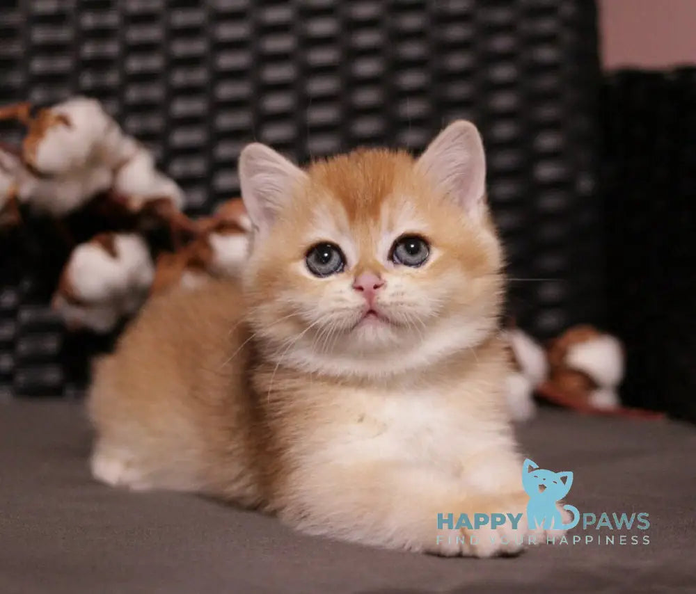 Shanti British Shorthair female black golden chinchilla live animals