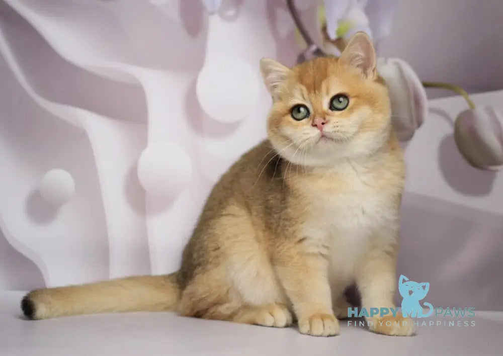 Shanti British Shorthair female black golden chinchilla live animals
