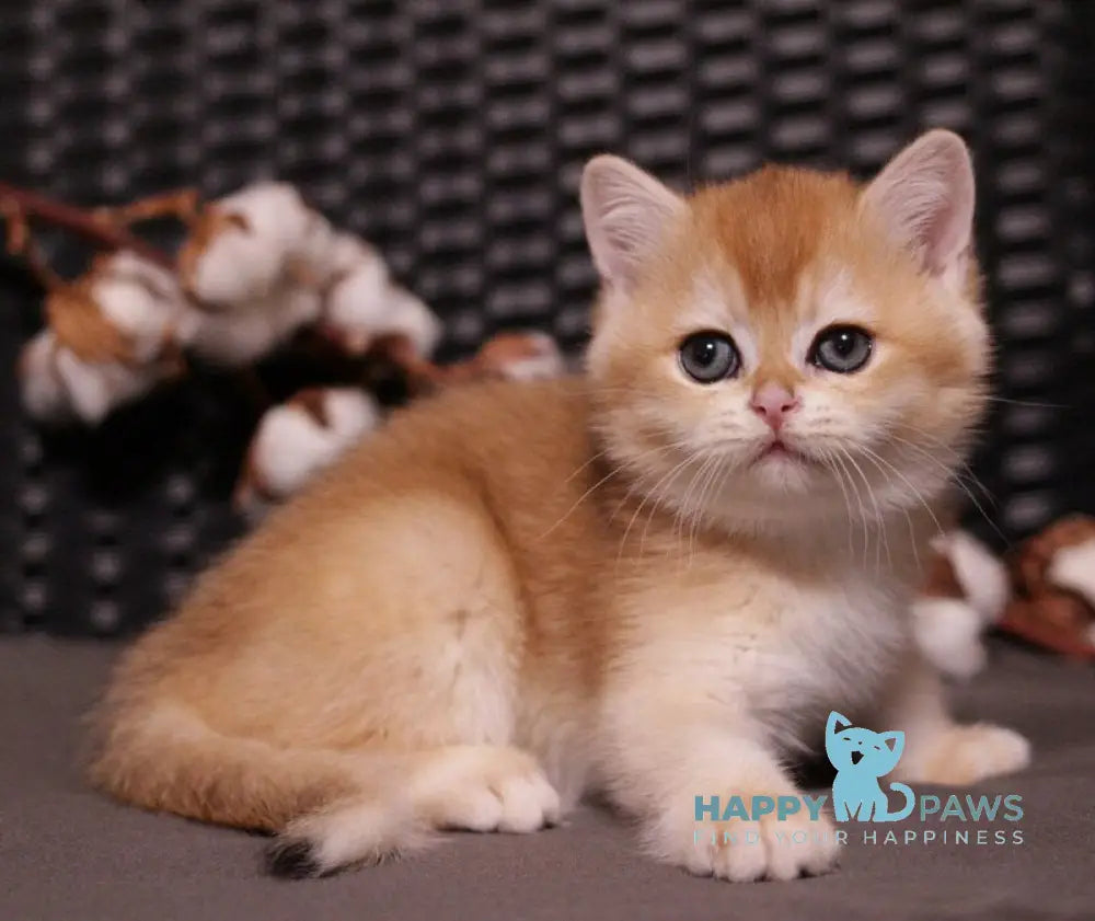 Shanti British Shorthair female black golden chinchilla live animals