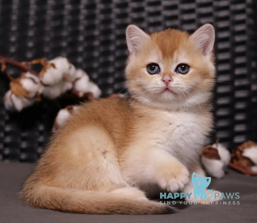Shanti British Shorthair female black golden chinchilla live animals