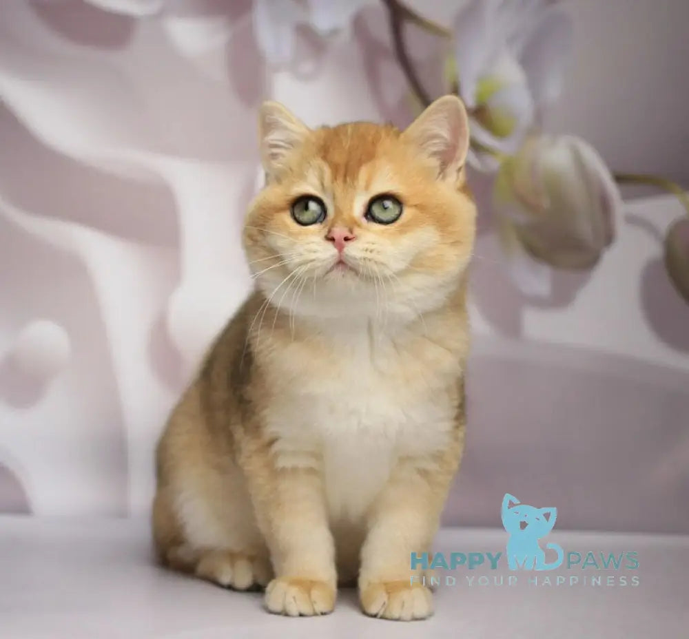 Shanti British Shorthair female black golden chinchilla live animals