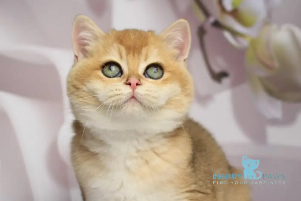 Shanti British Shorthair female black golden chinchilla live animals