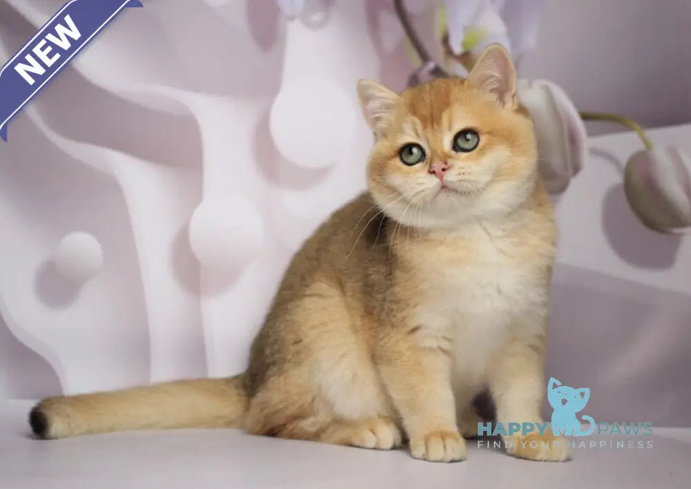 Shanti British Shorthair female black golden chinchilla live animals