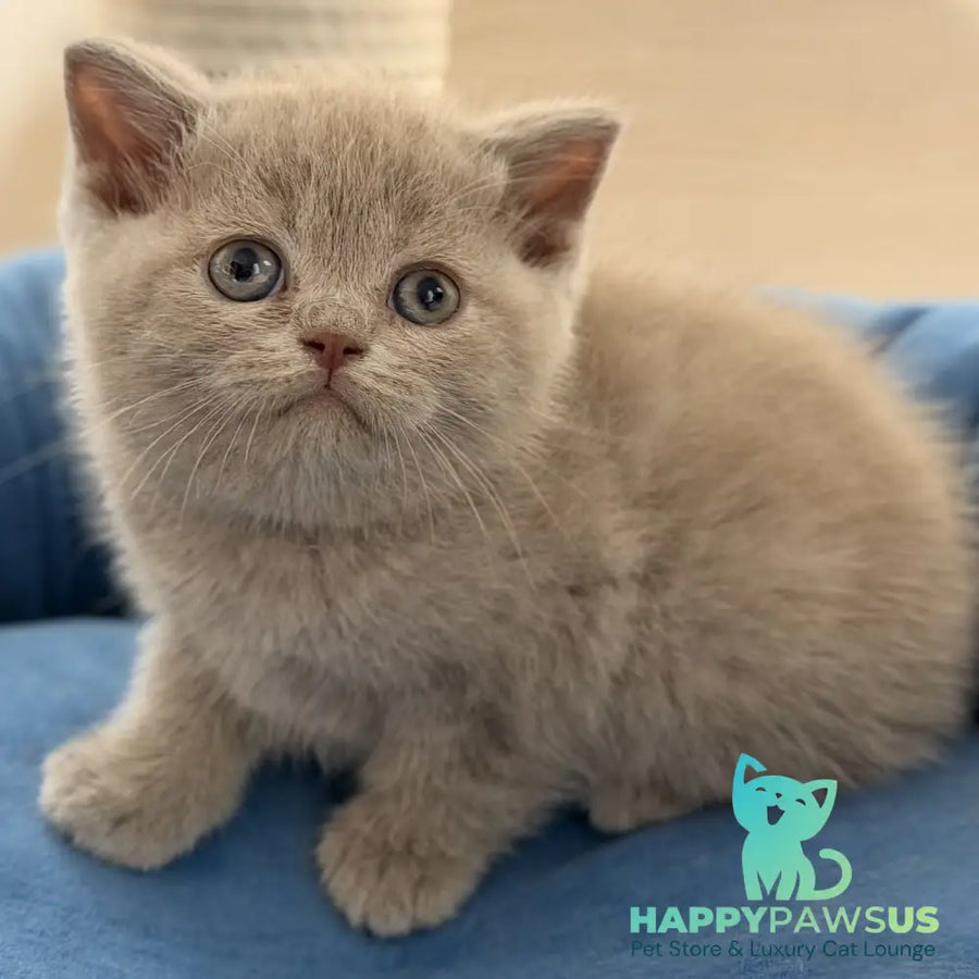 Shanti British Shorthair male lilac - live animals