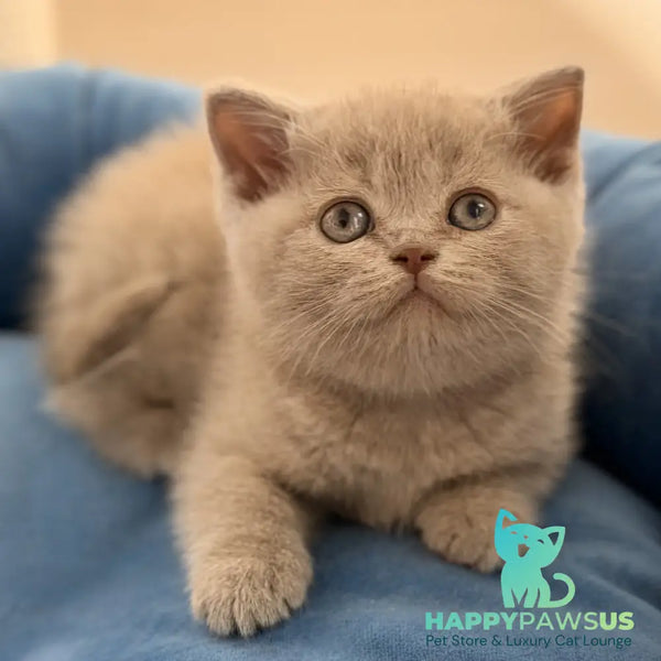 Shanti British Shorthair male lilac - live animals