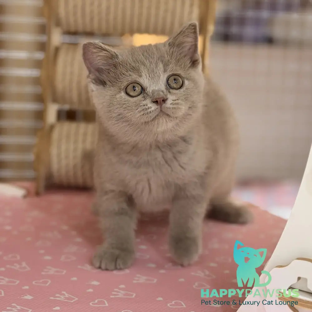 Shanti British Shorthair male lilac - live animals