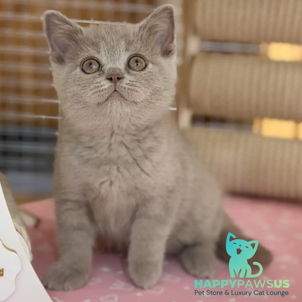 Shanti British Shorthair male lilac - live animals