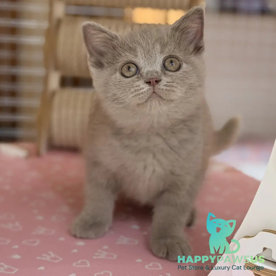 Shanti British Shorthair male lilac - live animals