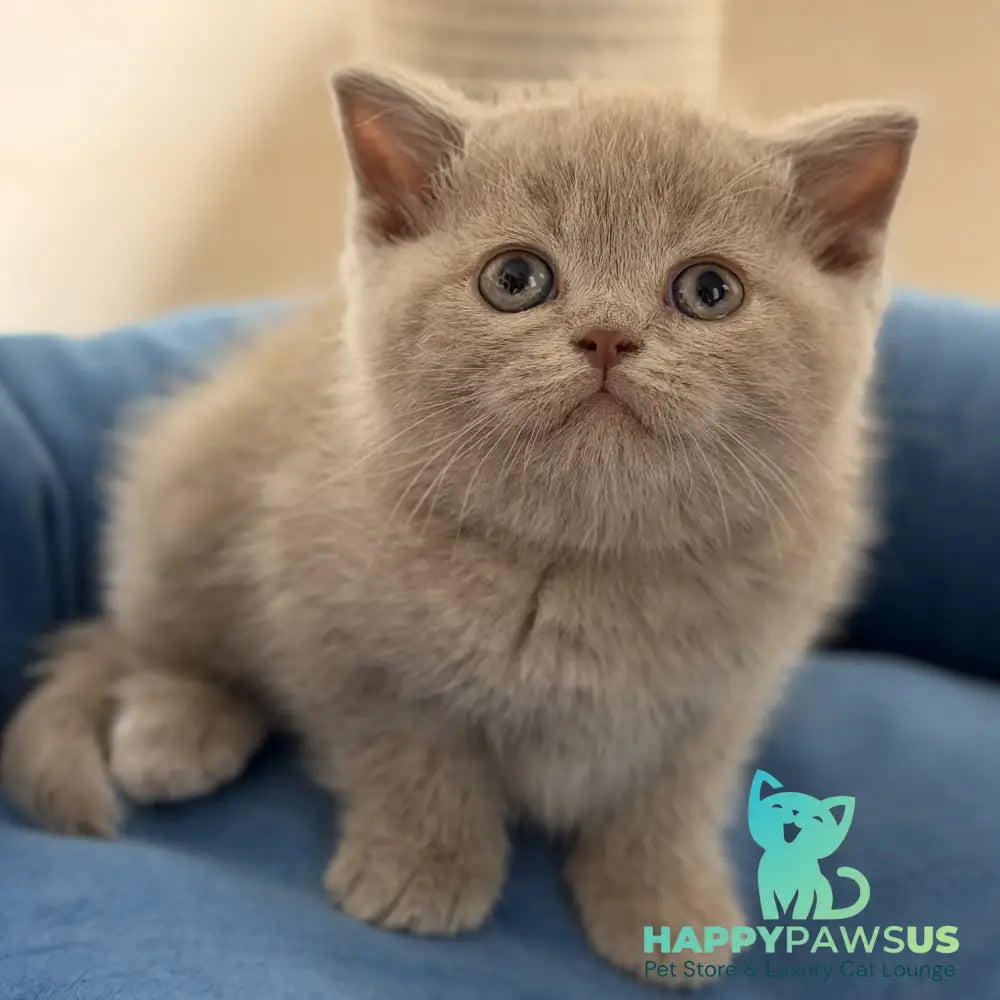 Shanti British Shorthair male lilac - live animals