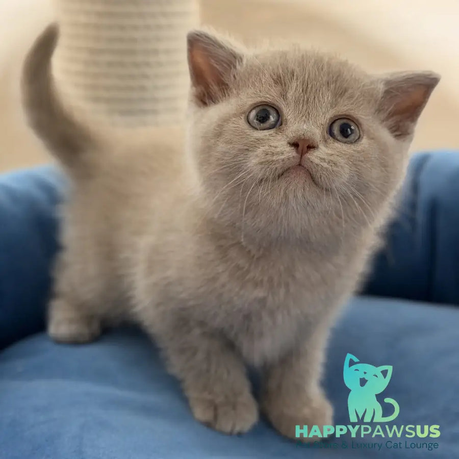 Shanti British Shorthair male lilac - live animals