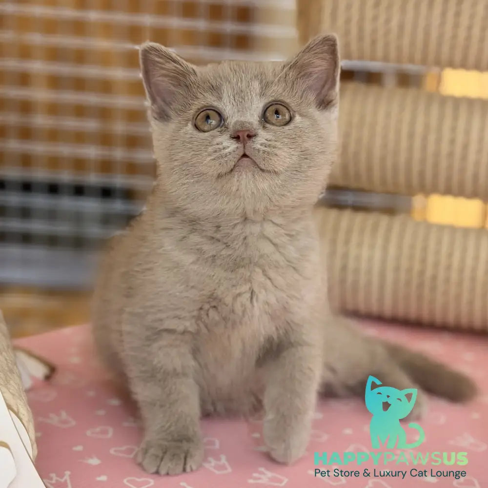 Shanti British Shorthair male lilac - live animals