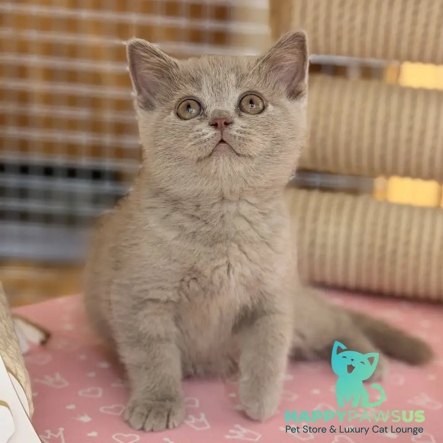 Shanti British Shorthair male lilac - live animals