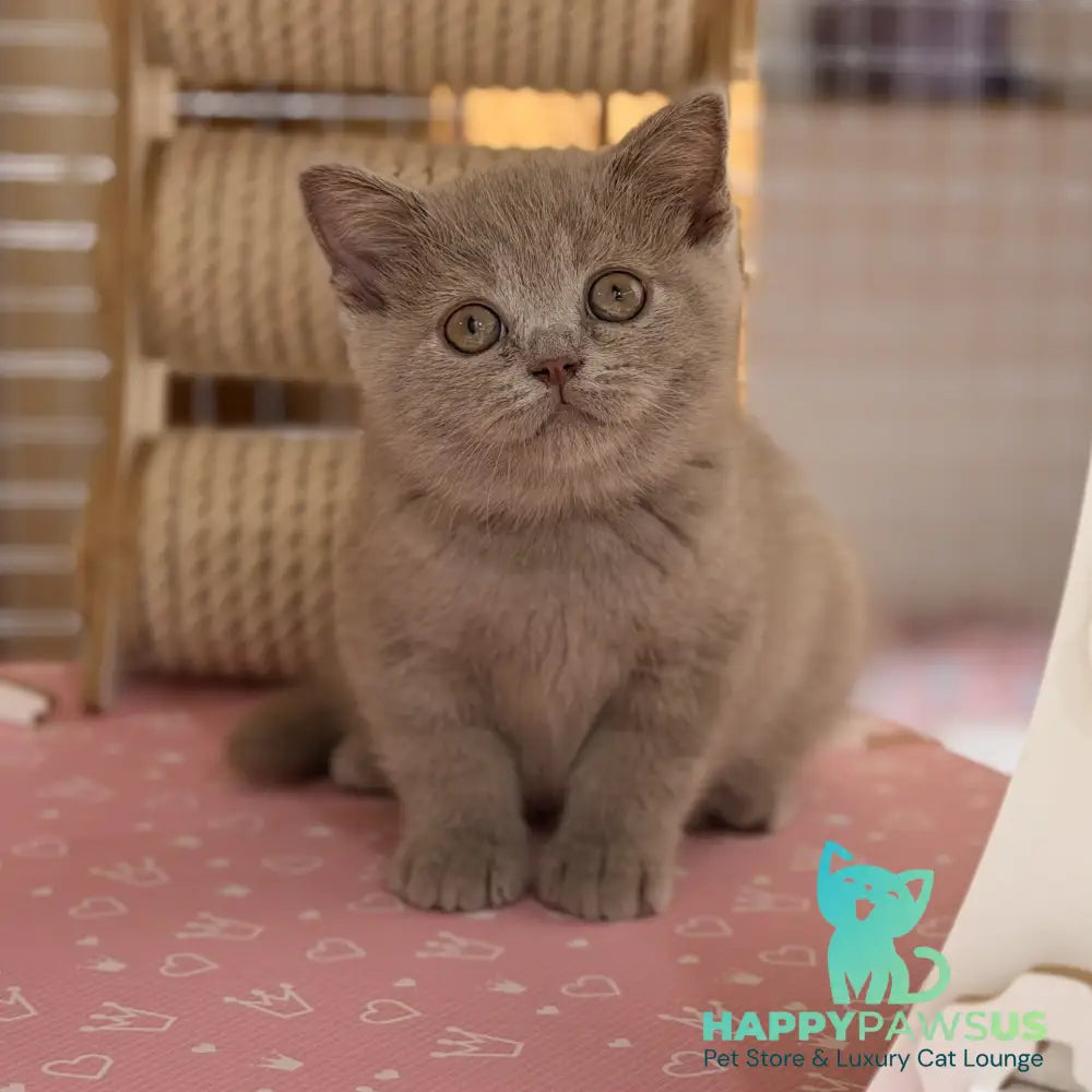 Shanti British Shorthair male lilac - live animals