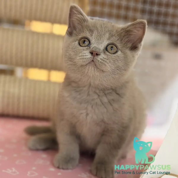Shanti British Shorthair male lilac - live animals