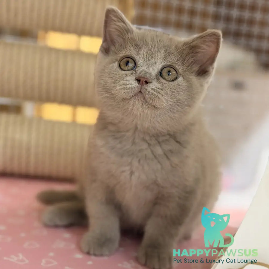 Shanti British Shorthair male lilac - live animals