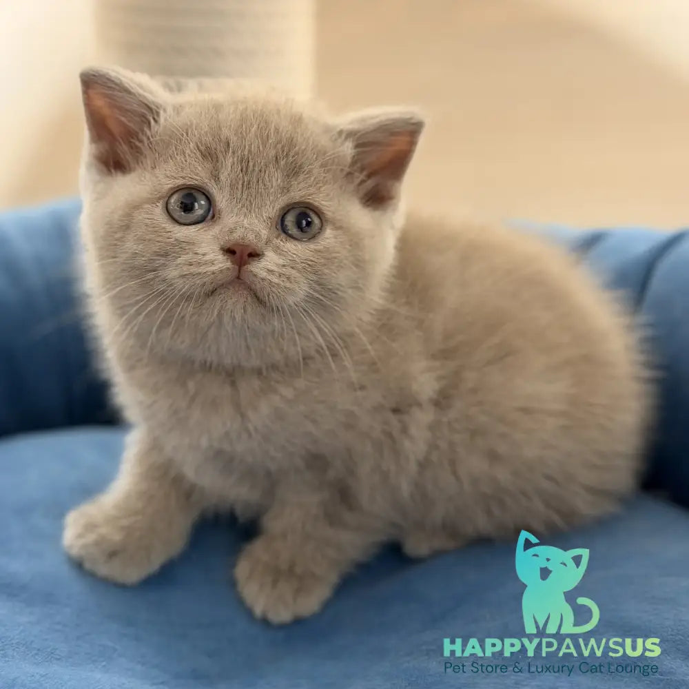 Shanti British Shorthair male lilac - live animals