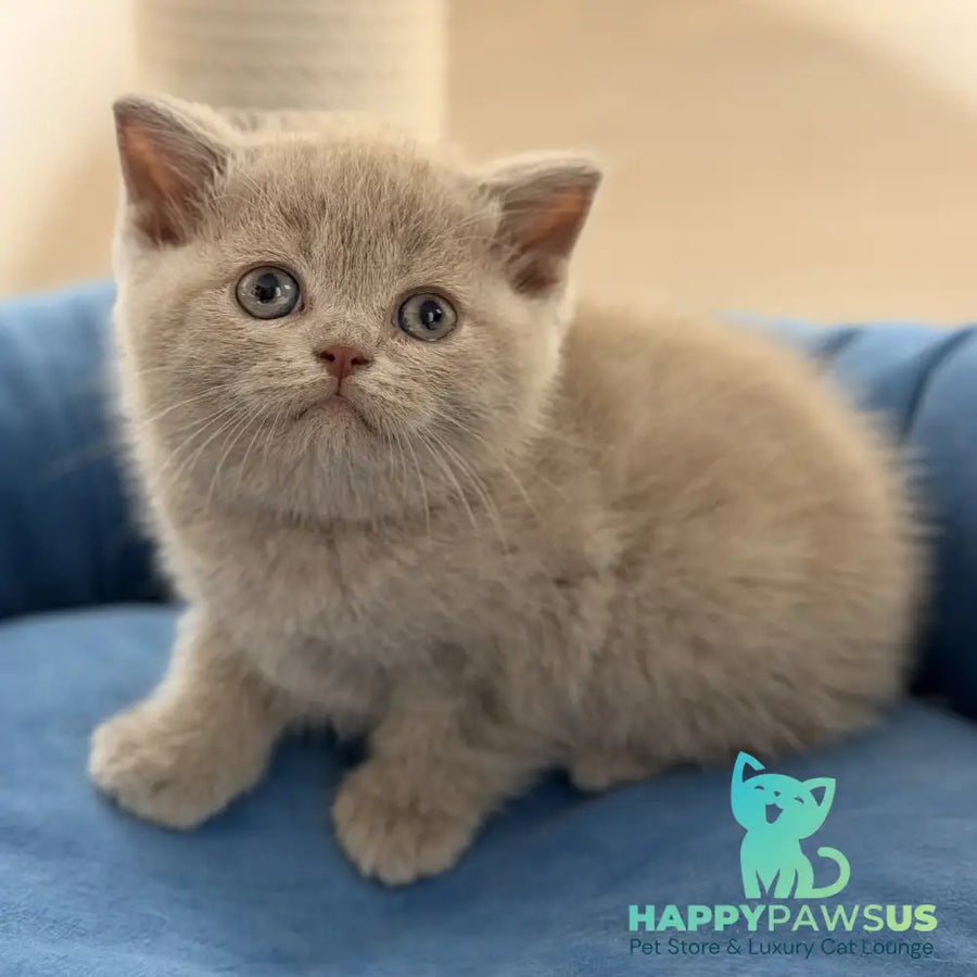 Shanti British Shorthair male lilac - live animals