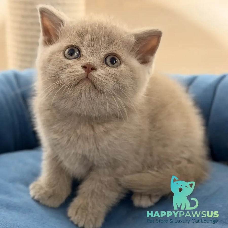 Shanti British Shorthair male lilac - live animals
