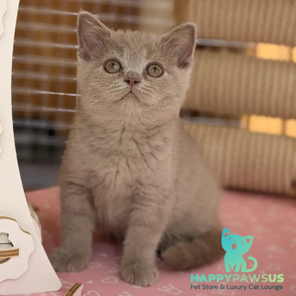 Shanti British Shorthair male lilac - live animals