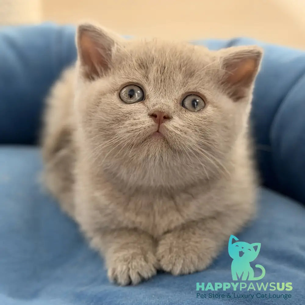 Shanti British Shorthair male lilac - live animals