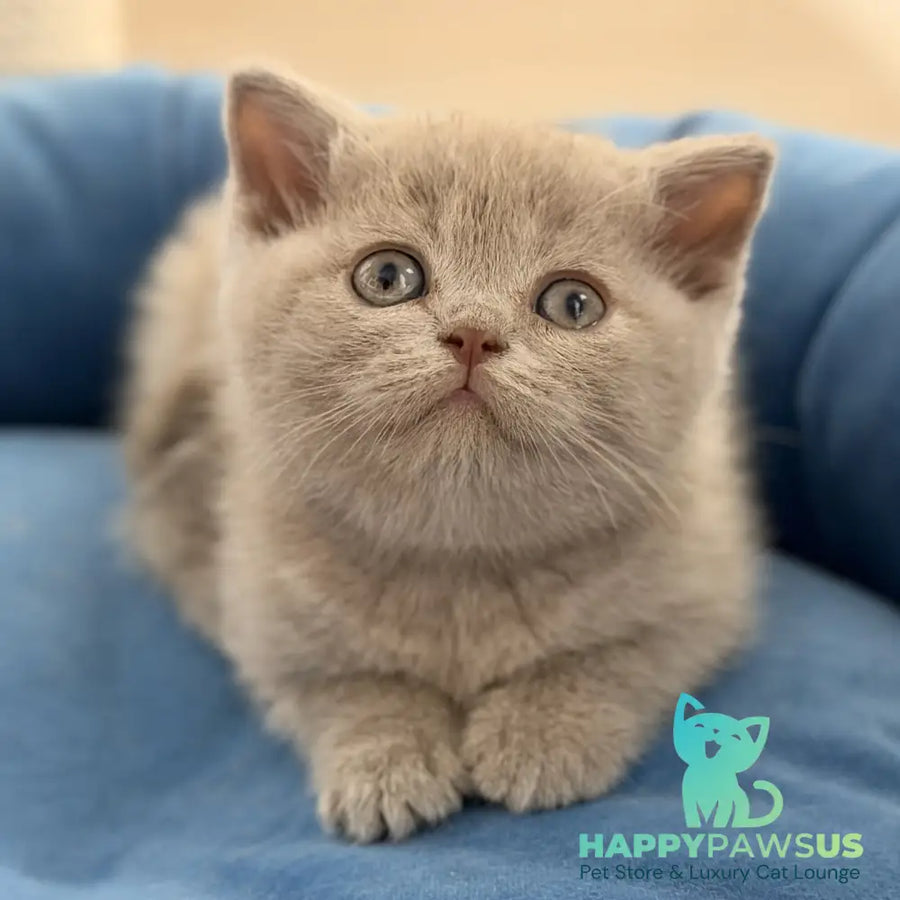 Shanti British Shorthair male lilac - live animals