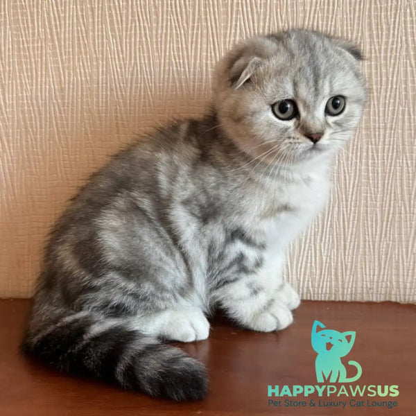 Shanti Scottish Fold female black silver tabby - live animals
