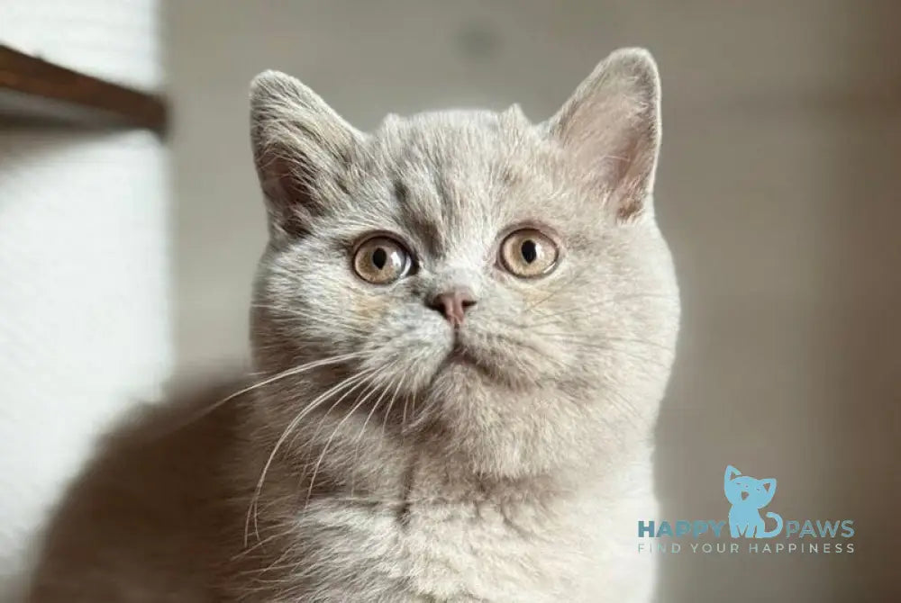 Shanti Scottish Straight male lilac live animals