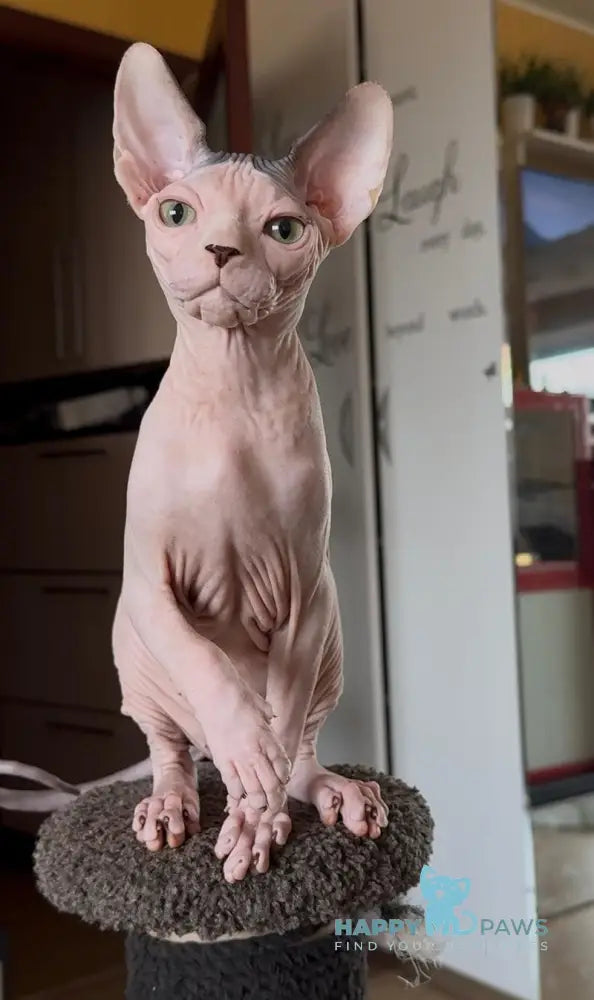 Shanty Canadian Sphynx female black van live animals