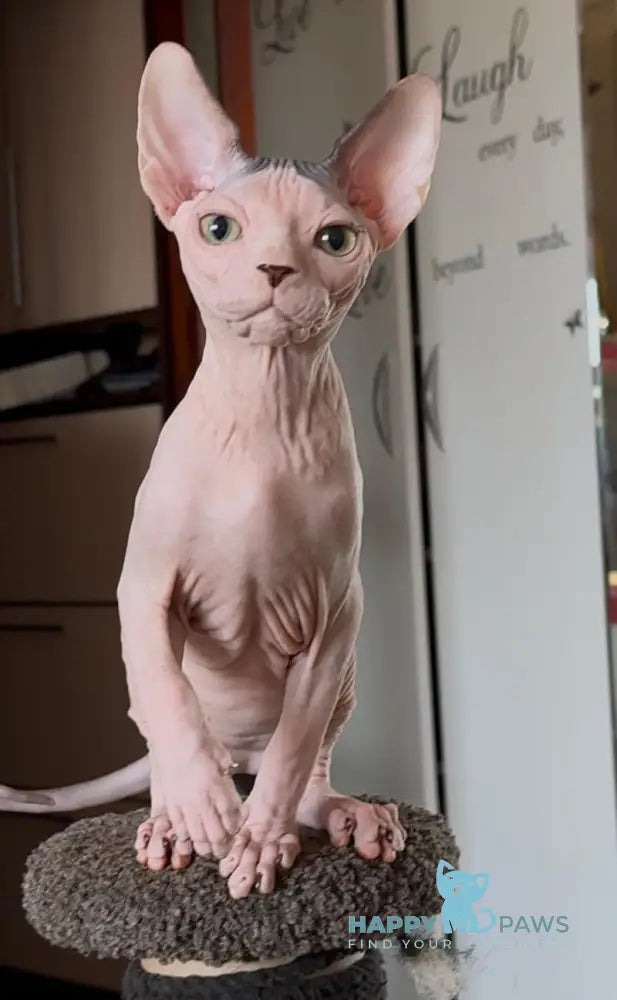 Shanty Canadian Sphynx female black van live animals
