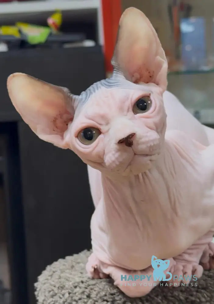 Shanty Canadian Sphynx female black van live animals