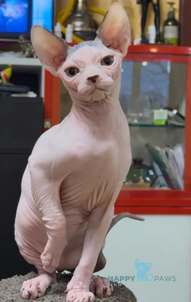 Shanty Canadian Sphynx female black van live animals