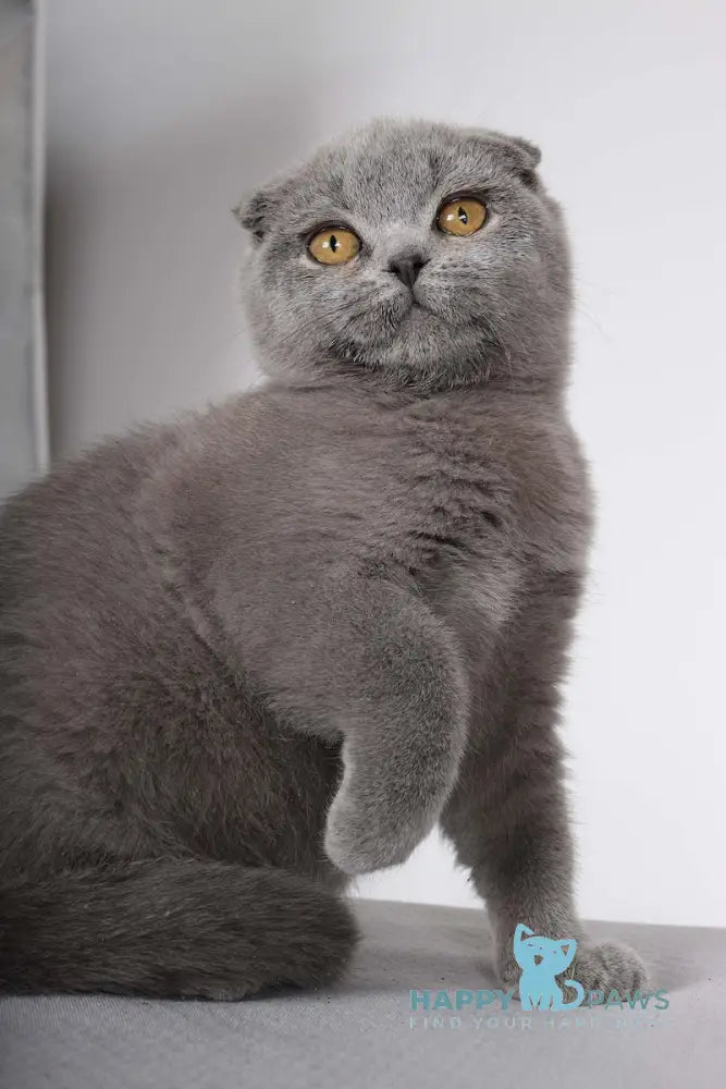 Shany Scottish Fold female blue live animals