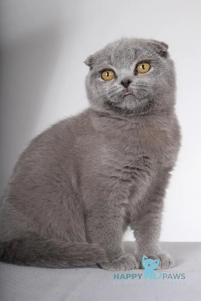 Shany Scottish Fold female blue live animals