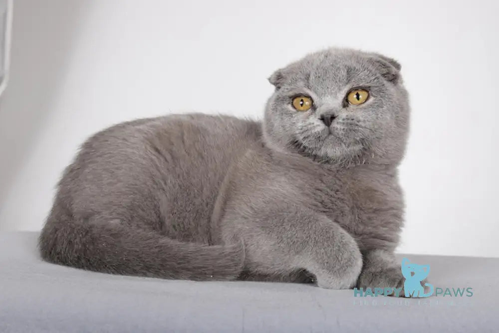 Shany Scottish Fold female blue live animals