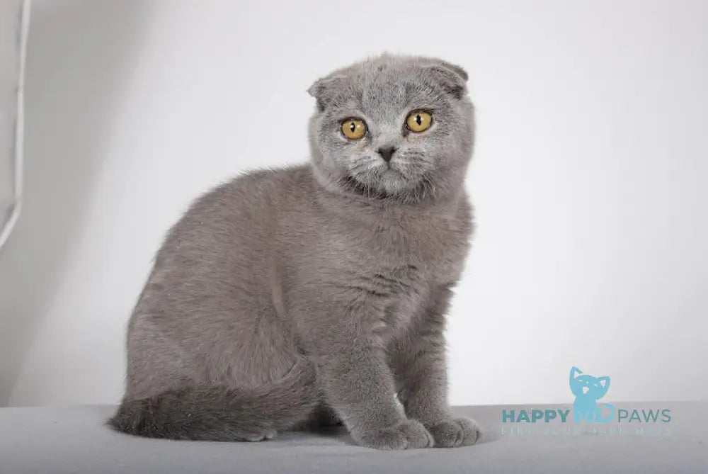 Shany Scottish Fold female blue live animals