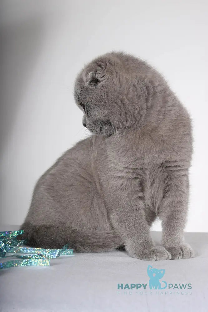 Shany Scottish Fold female blue live animals
