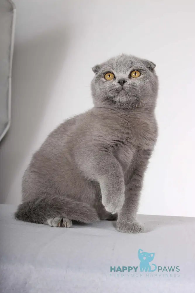 Shany Scottish Fold female blue live animals